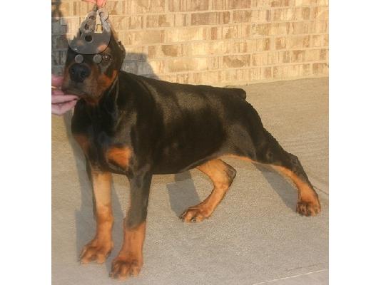 Doberman